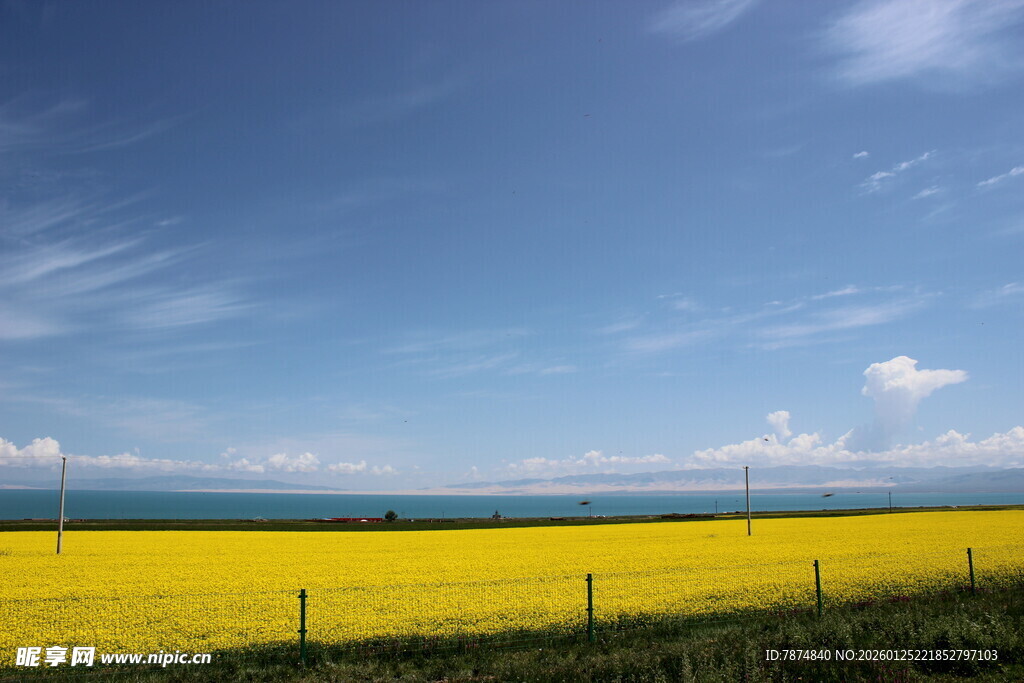 金黄油菜田与蓝天美景