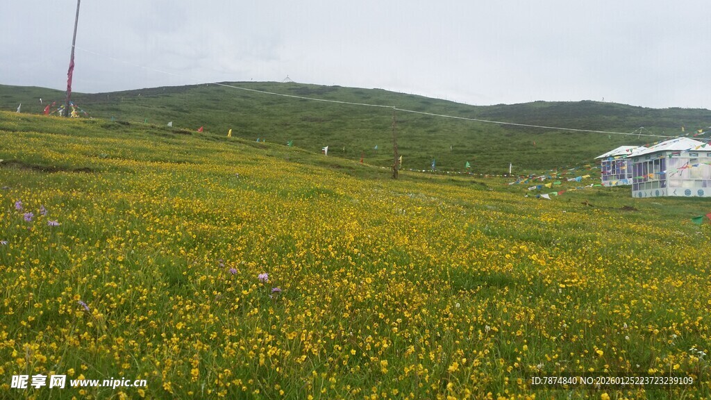 草原花海中的白色建筑