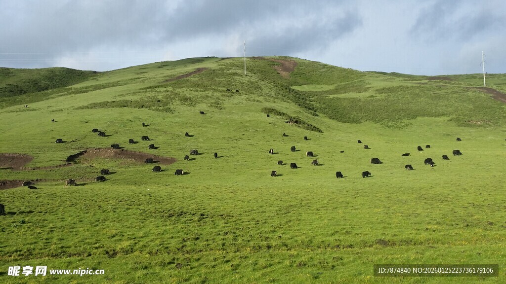 翠绿山丘上的零星植被