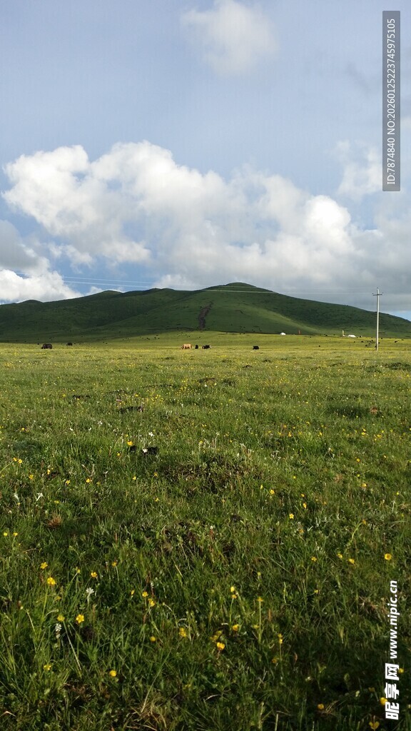 草原风光 蓝天白云绿地