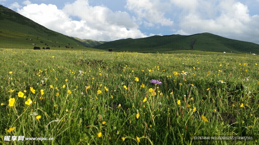 草原花海美景