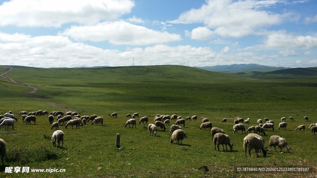 草原羊群放牧景象