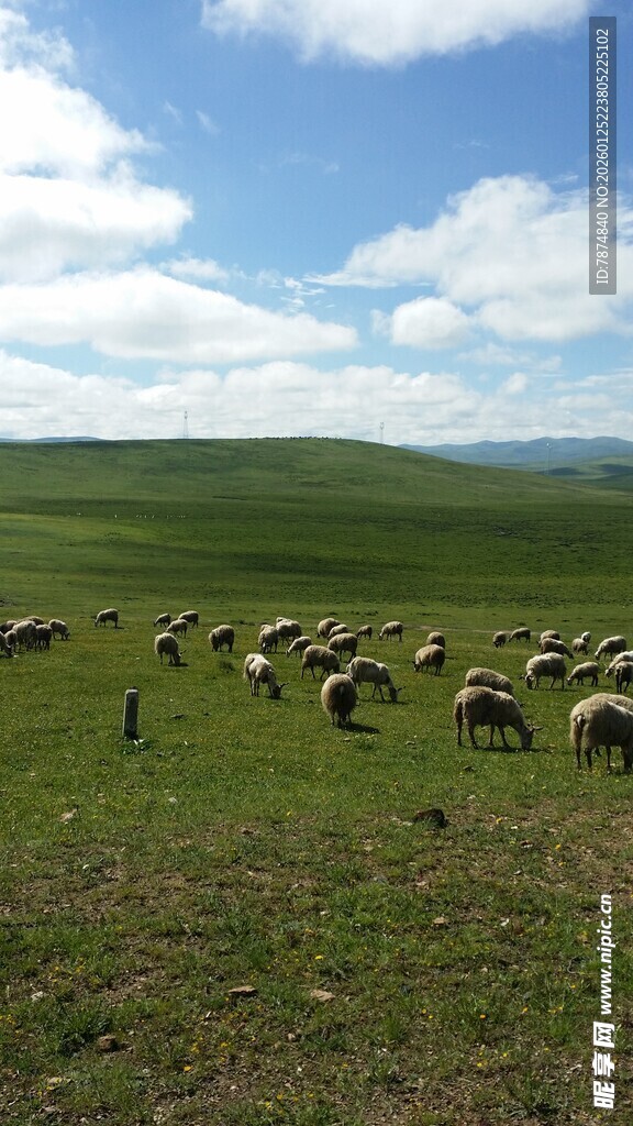 草原羊群图