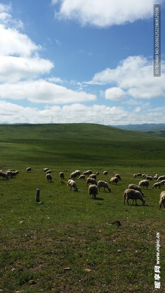 草原羊群风景图
