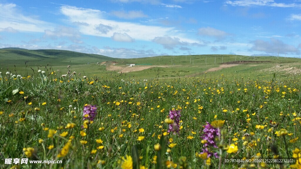 草原花海美景