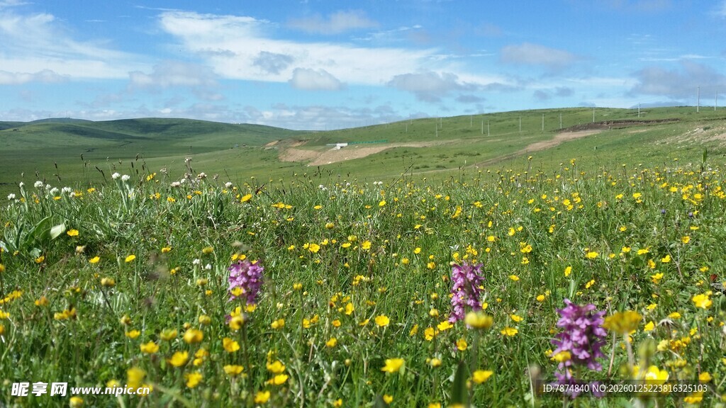 草原花海美景