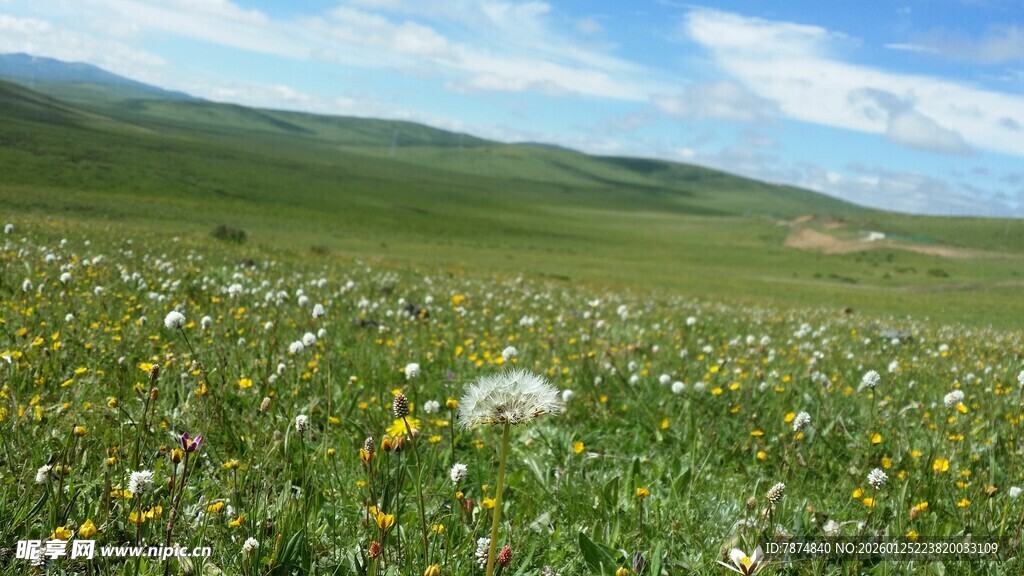 草原花海美景