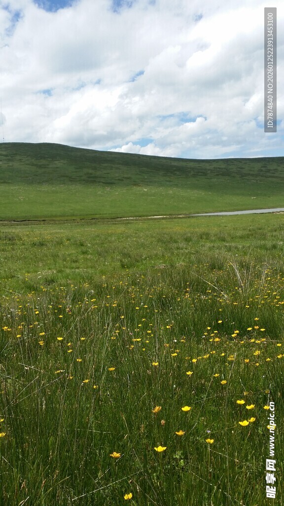 草原上的烂漫黄色小花
