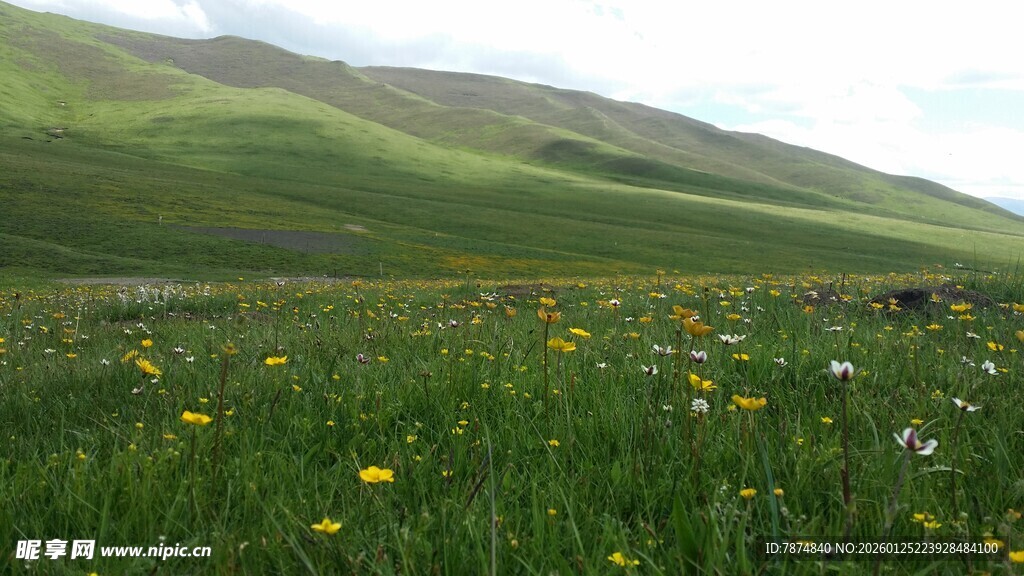 草原花海 绿意盎然的美景