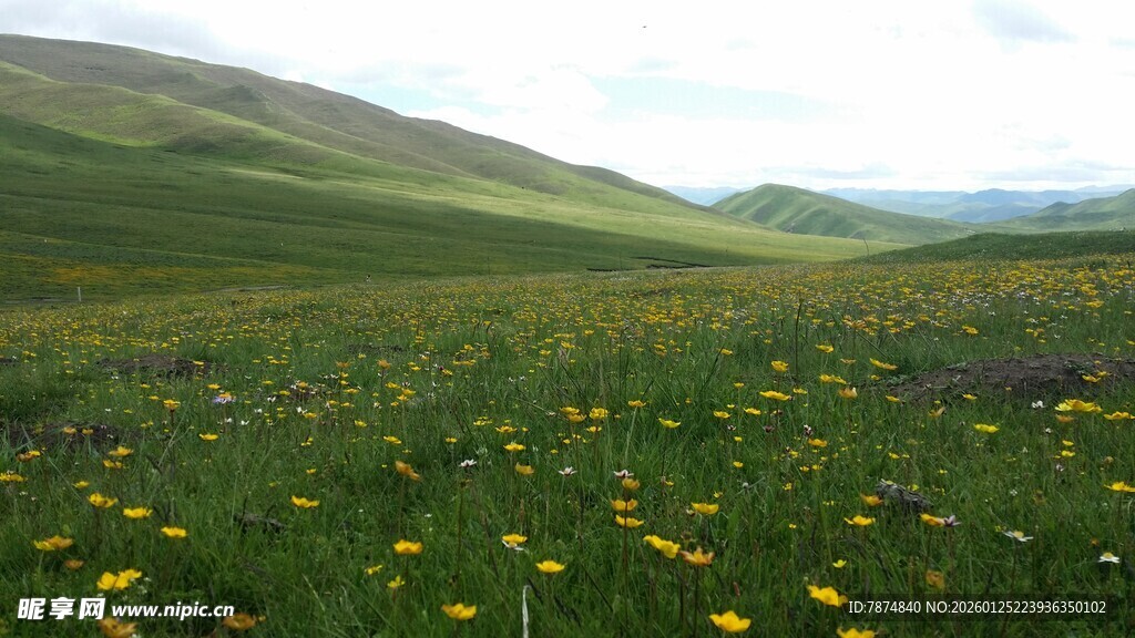 草原花海美景