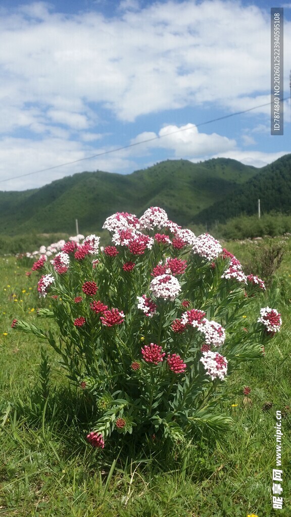 草原上绽放的多彩花朵