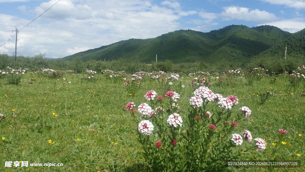 草原上绽放的美丽野花