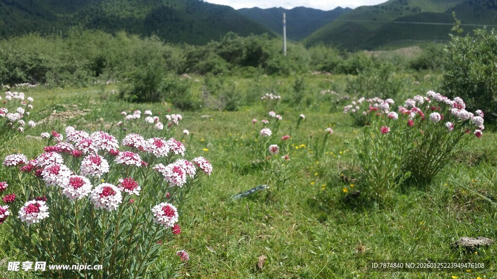 草原上绽放的美丽雏菊