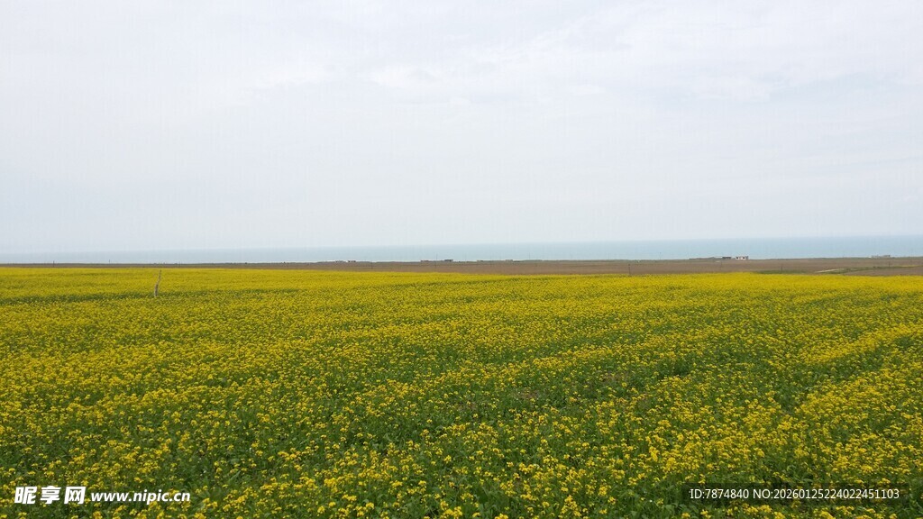 金黄油菜田 广袤田园风光