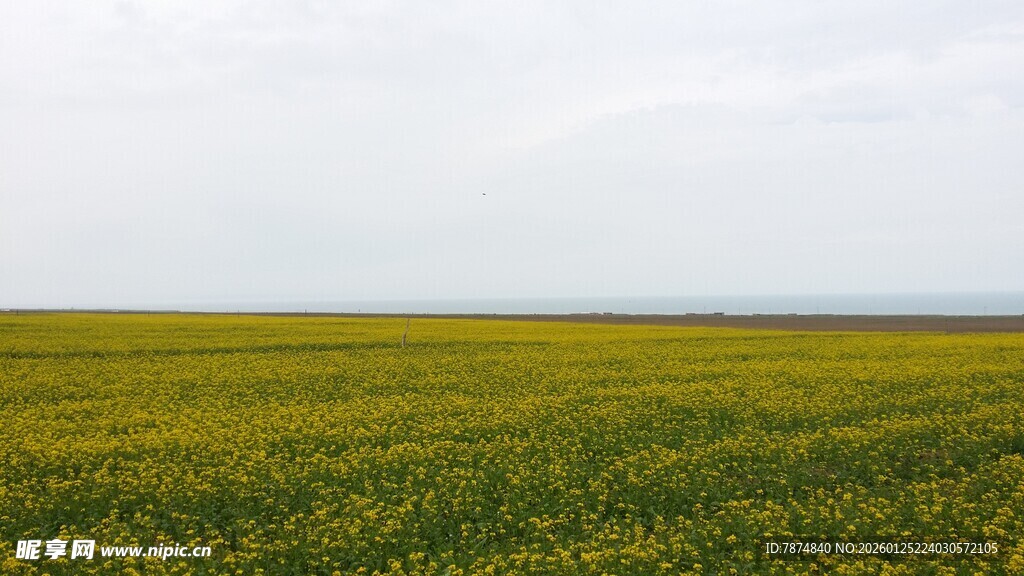 金黄花海 广袤田野风光