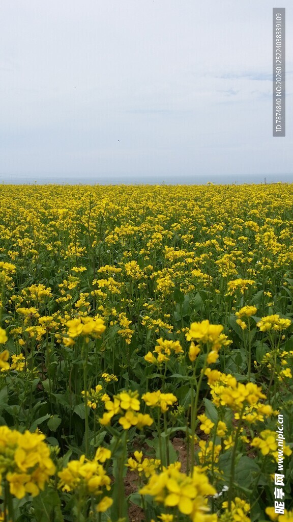 金黄油菜花海美景