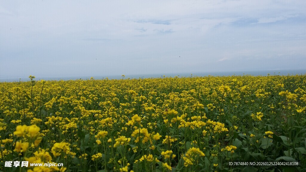 金黄油菜花田美景