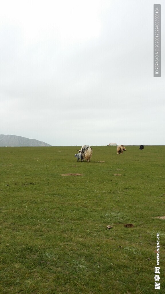 草原上悠闲吃草的牛群