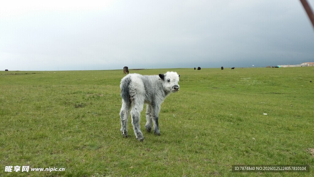 草原上可爱的两只小羊羔