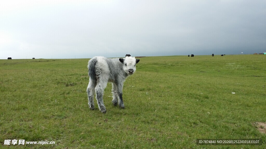 草原上的小白羊