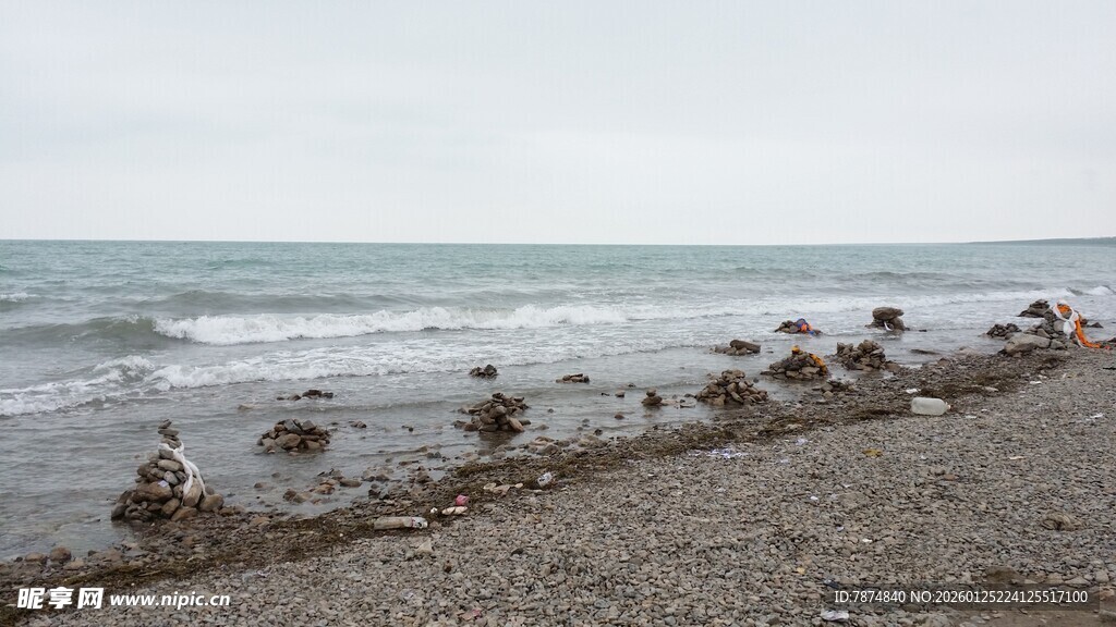 海滩上的众多鸟