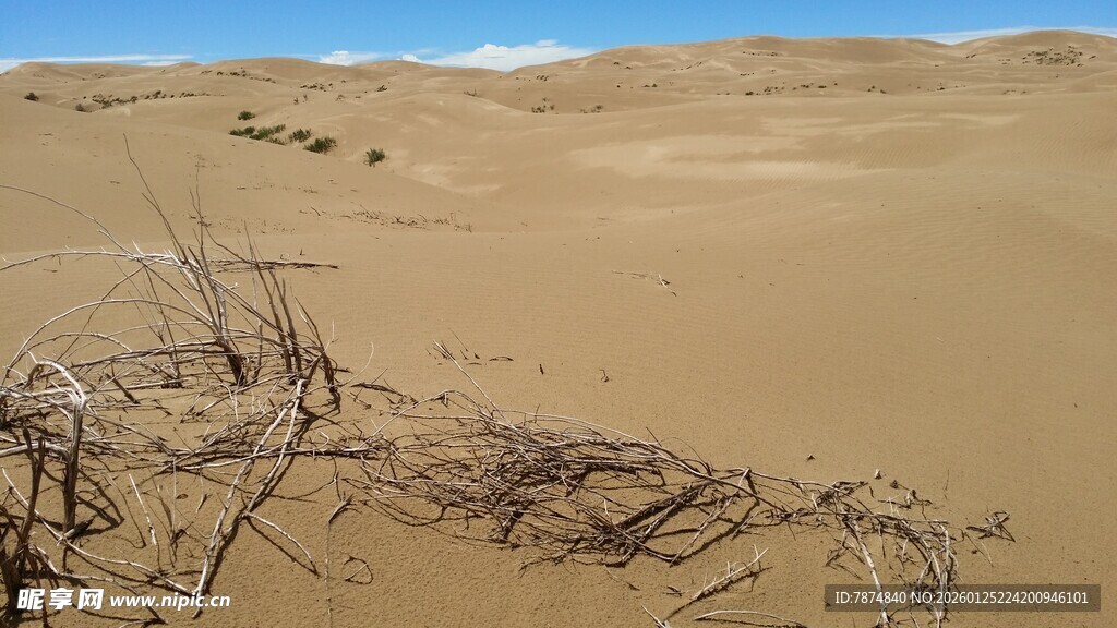 沙漠中的枯枝干