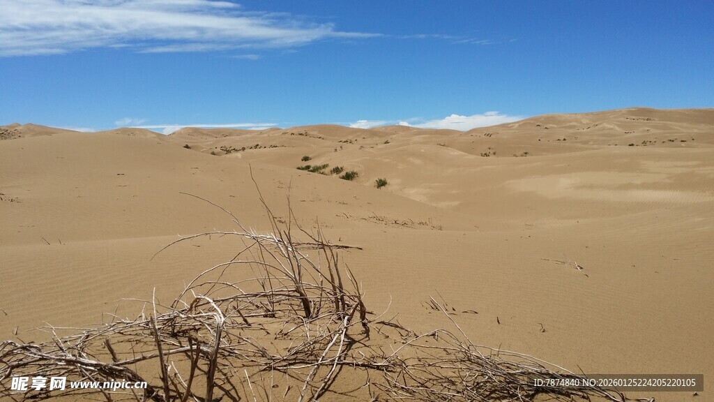 沙漠中的枯枝干