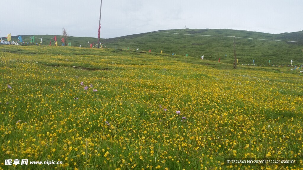 草原上的黄色花海