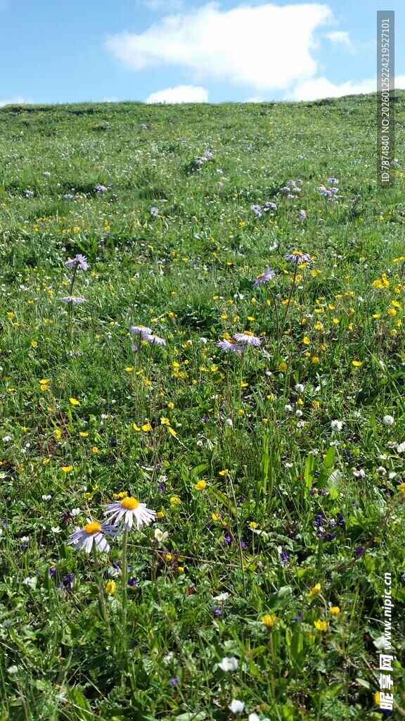 草原上的多彩野花