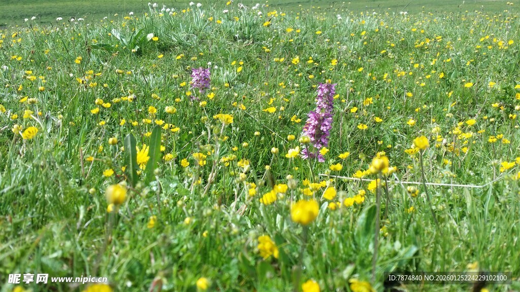 草地中的紫黄花卉绽放