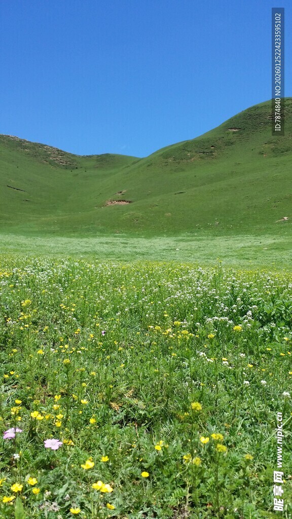 草原花海 蓝天青山美景