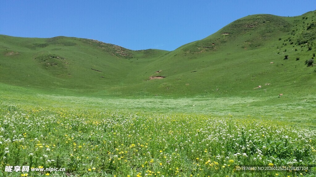 广袤绿野 烂漫山花绽放
