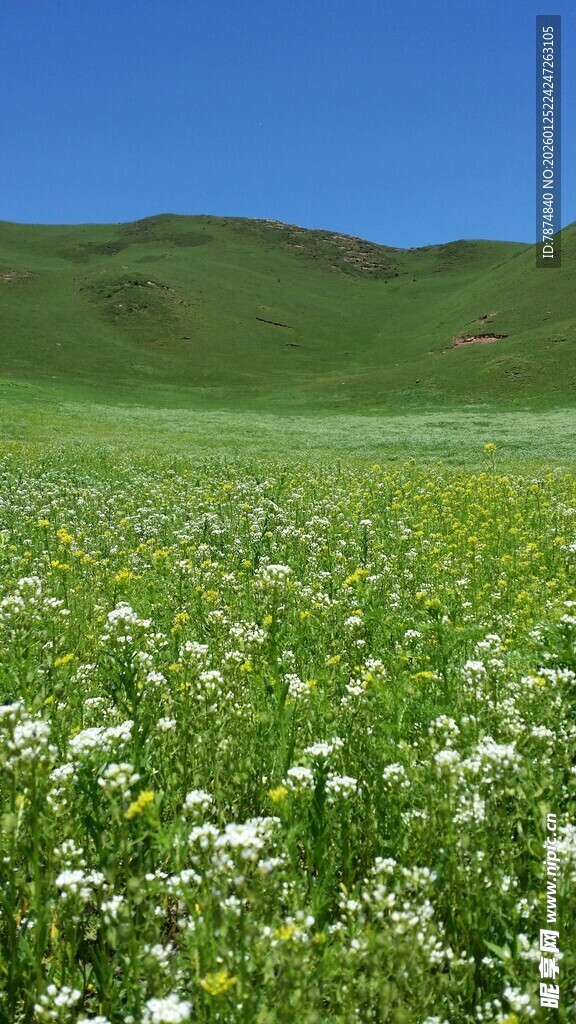 绿野繁花 春日浪漫景致