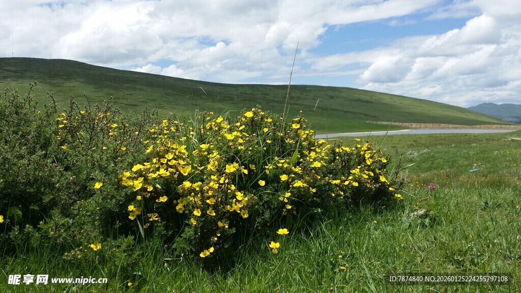 草原上绽放的黄色野花
