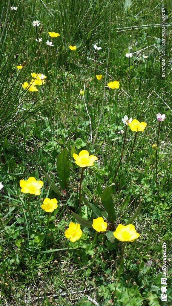 草地上的黄色小花绽放