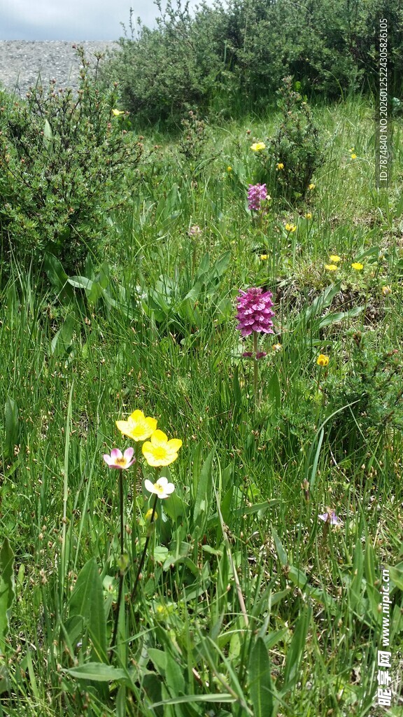 草地中的多彩野花