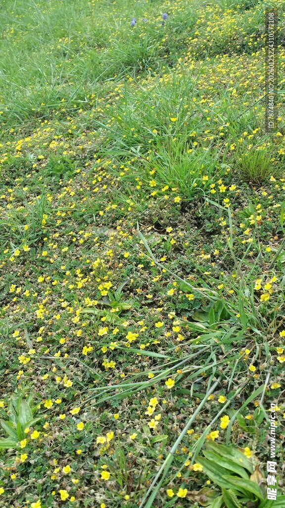 草地中的黄色小花绽放