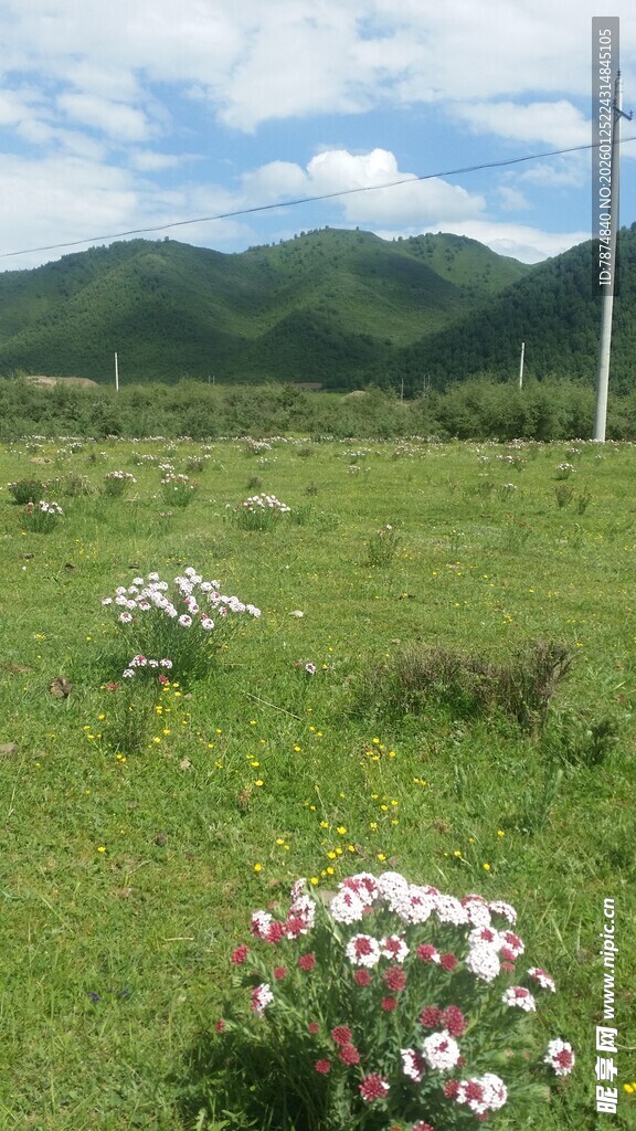 草原野花与远山美景
