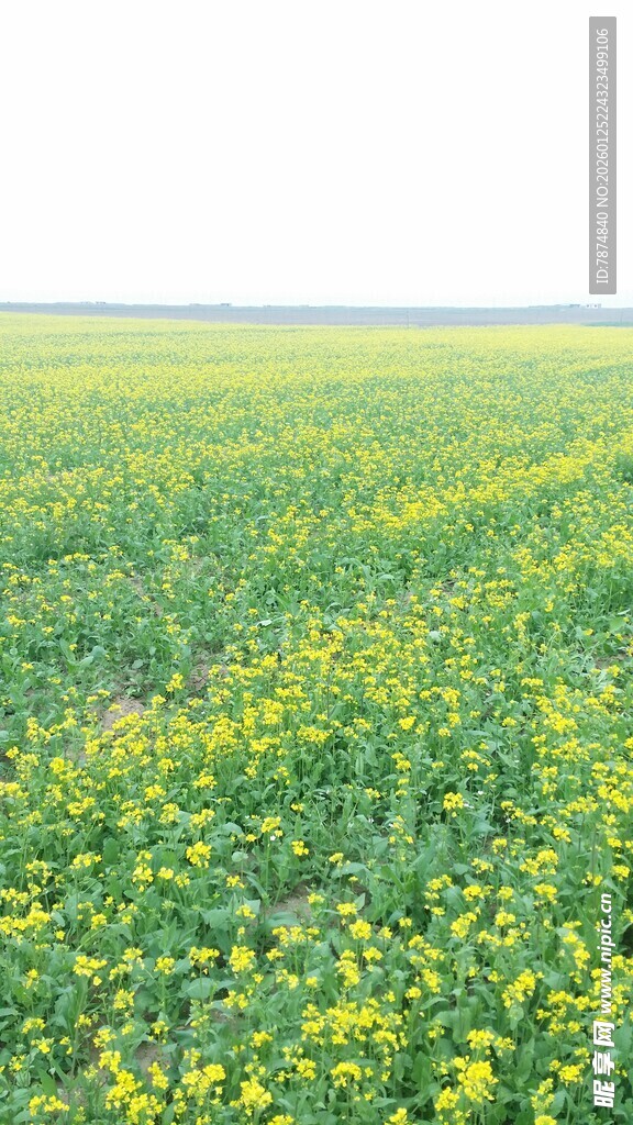 春日油菜田风光