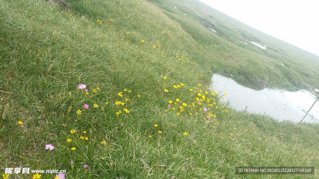 山坡湖畔绽放的黄色小花