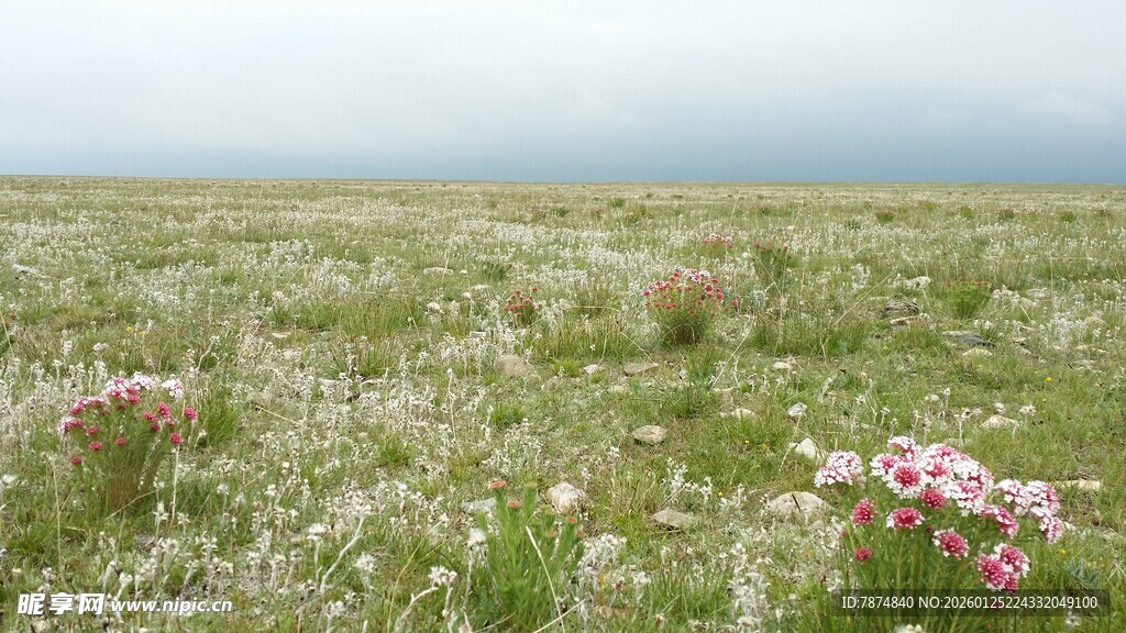 草原繁花美景