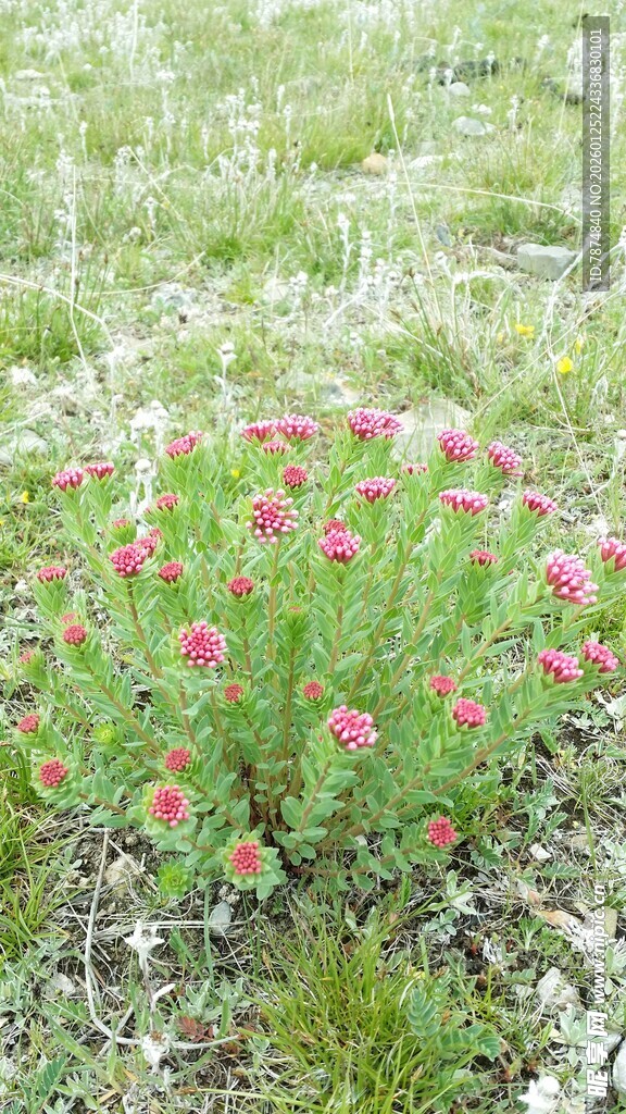 草地上的娇艳粉色小花