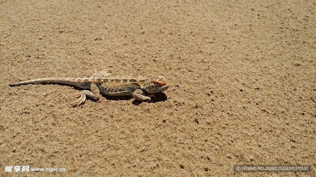沙漠中的蜥蜴