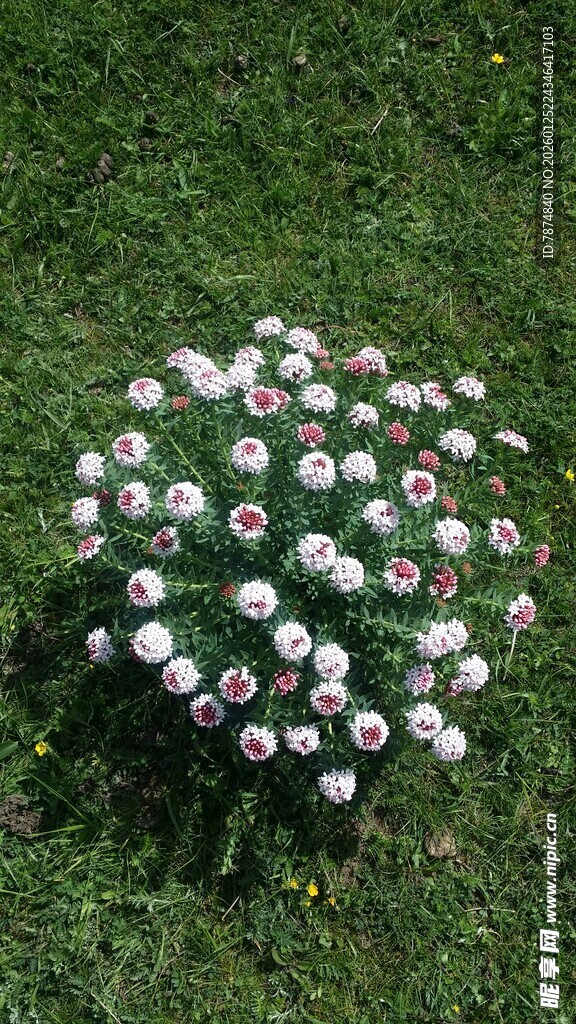 草地上的多彩球堆