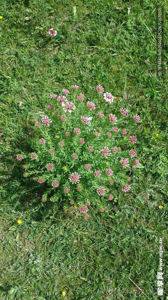 草地上的粉色小花植株