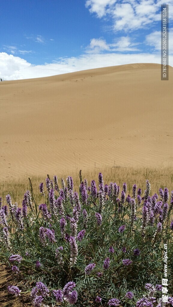 沙漠中的紫色花卉景观
