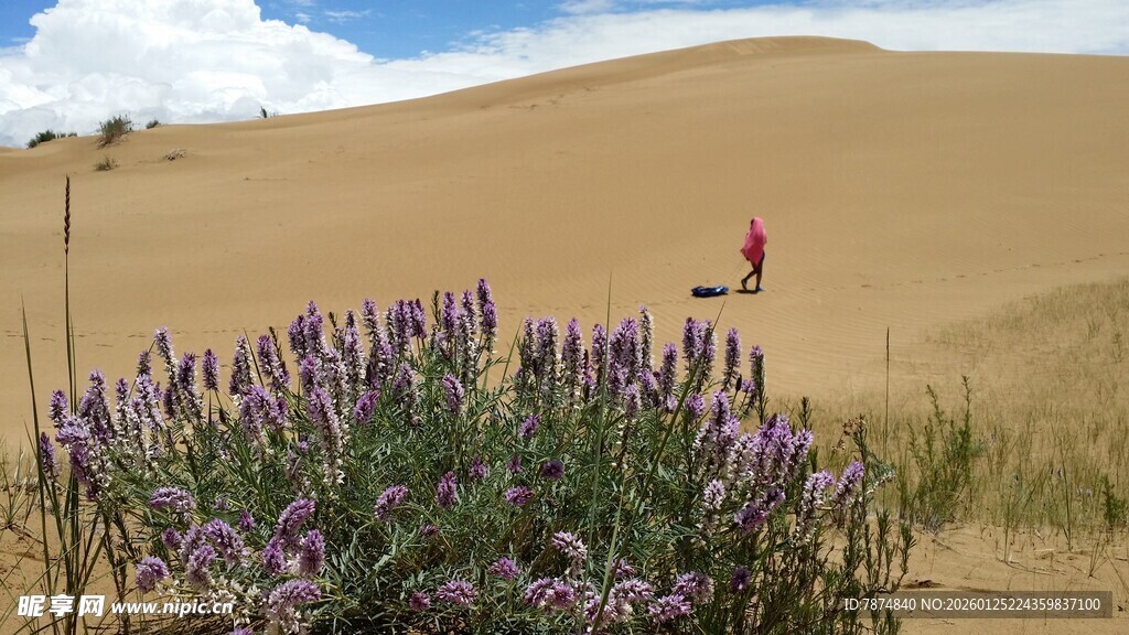沙漠中绽放的紫色花卉