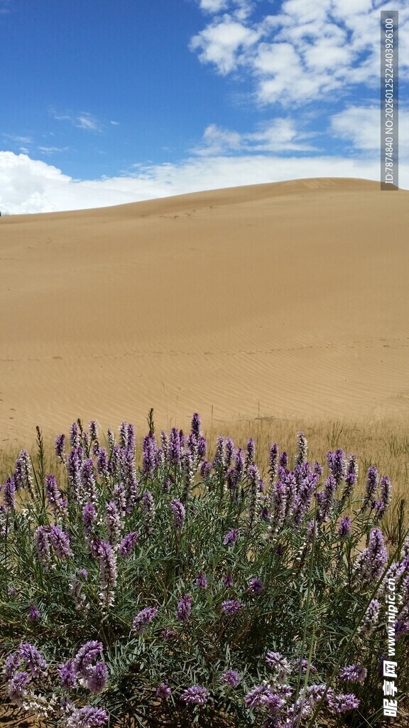 沙漠中的紫色花卉景观