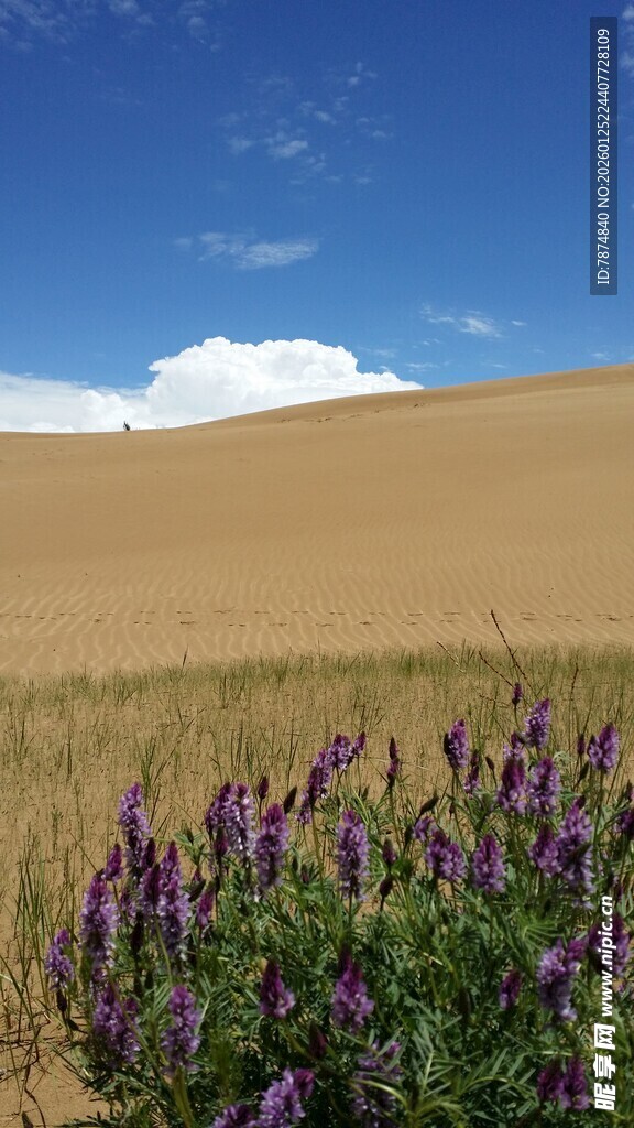 沙漠中的紫色花卉景观