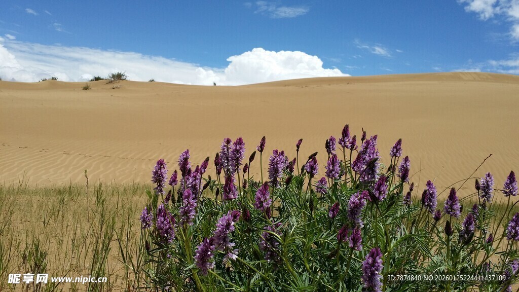 沙漠边的紫色花朵绽放